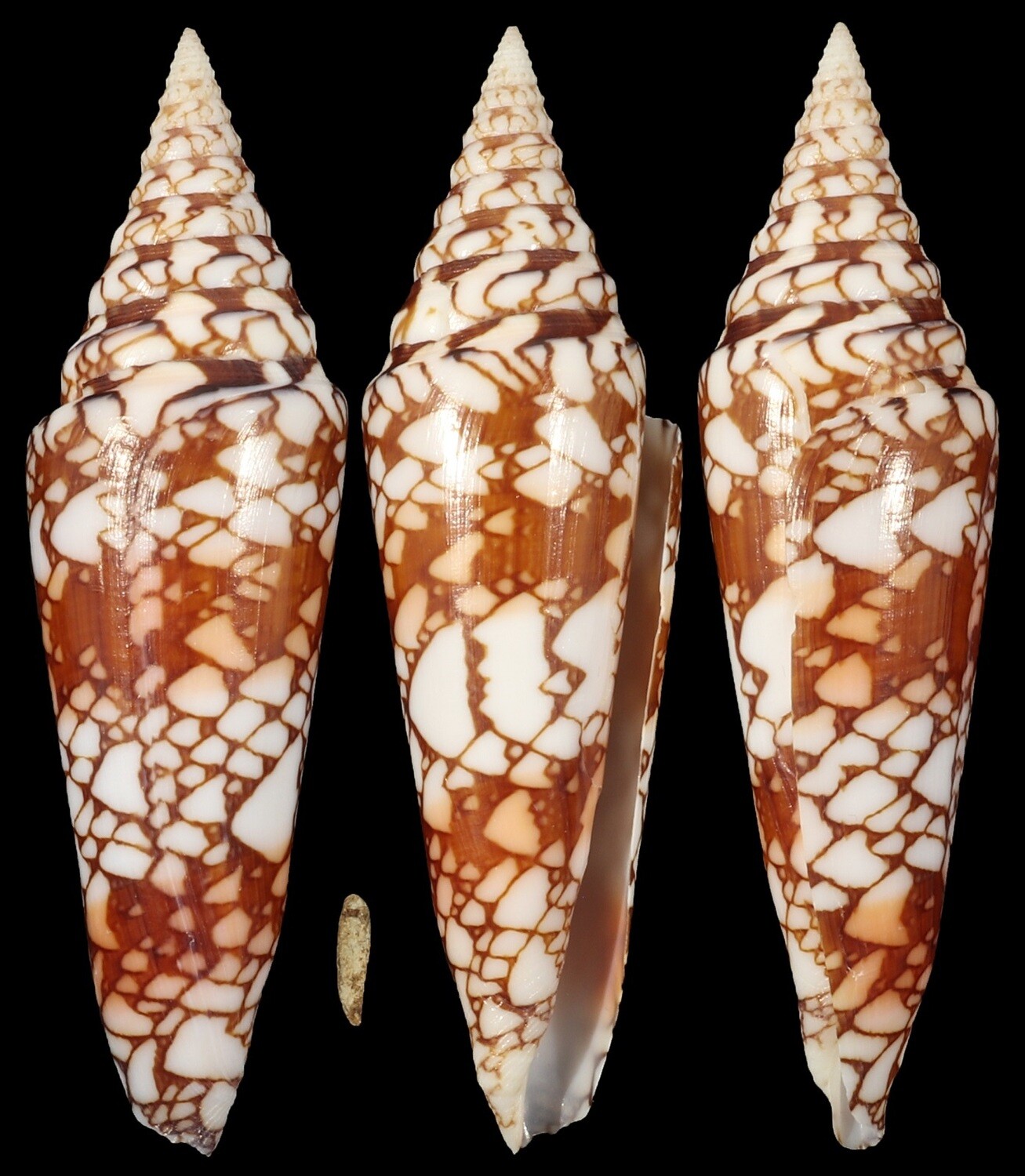 Cylinder milneedwardsi clyptospira