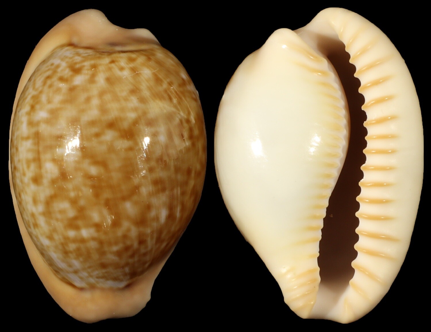 Cypraeovula fuscorubra - Dark