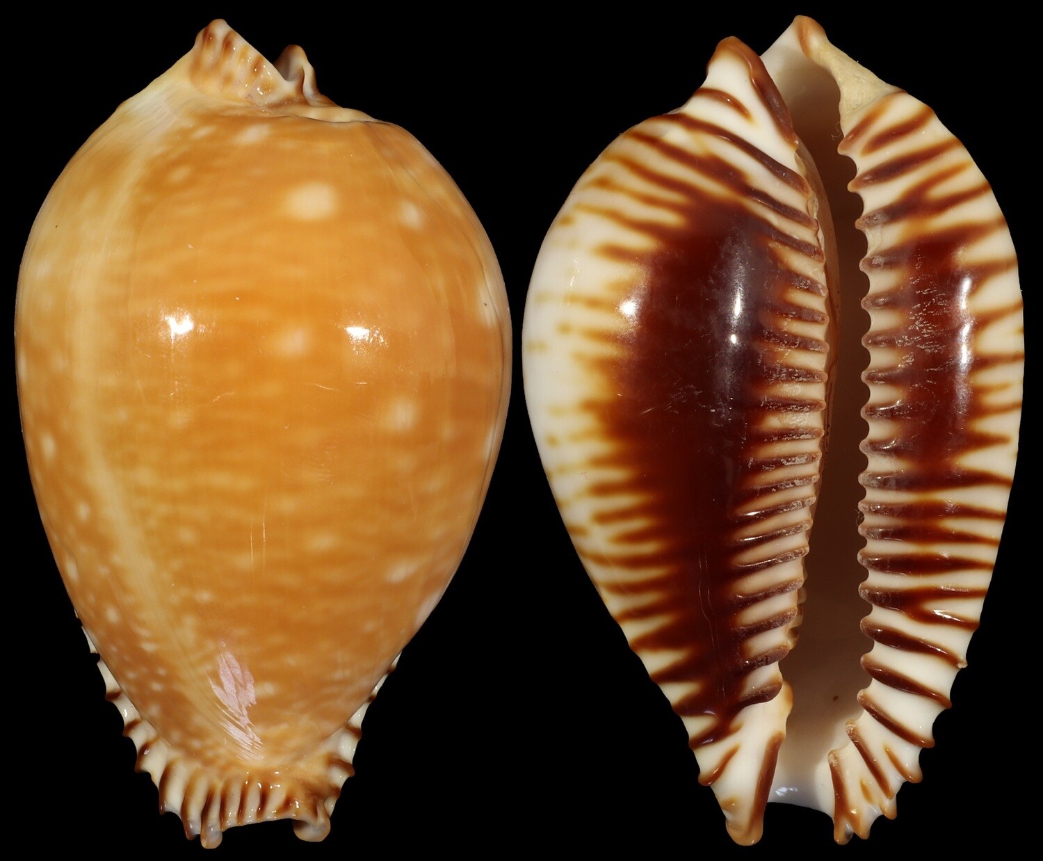 Perisserosa guttata