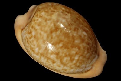 Cypraeovula fuscorubra