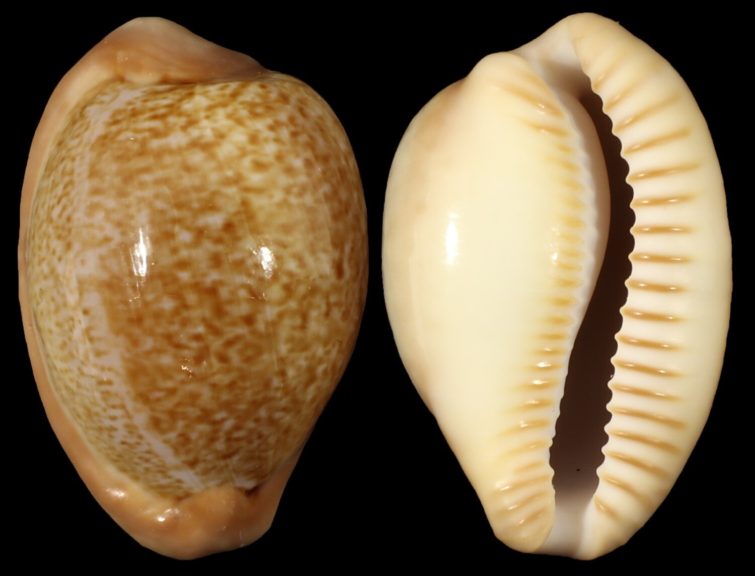 Cypraeovula fuscorubra - Dark