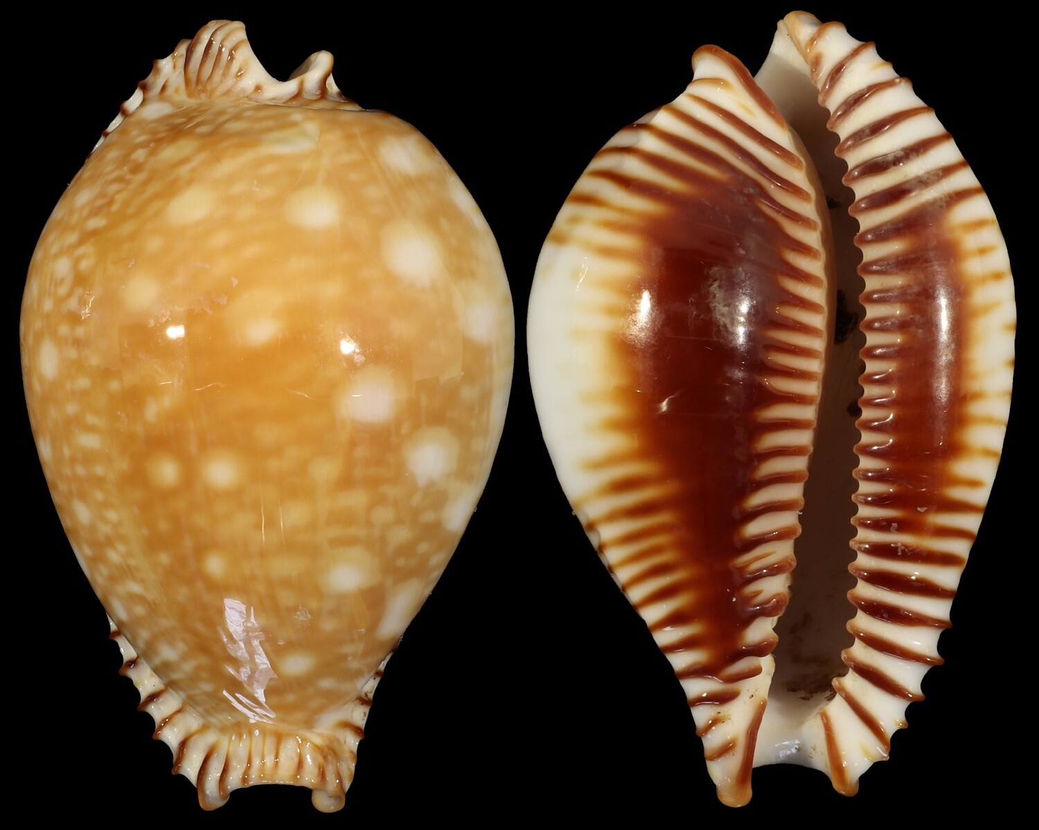 Perisserosa guttata