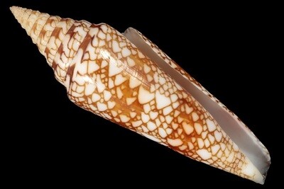 Cylinder milneedwardsi clyptospira