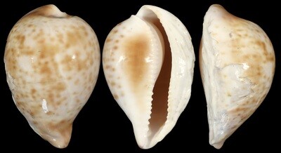 Umbilia hesitata beddomei