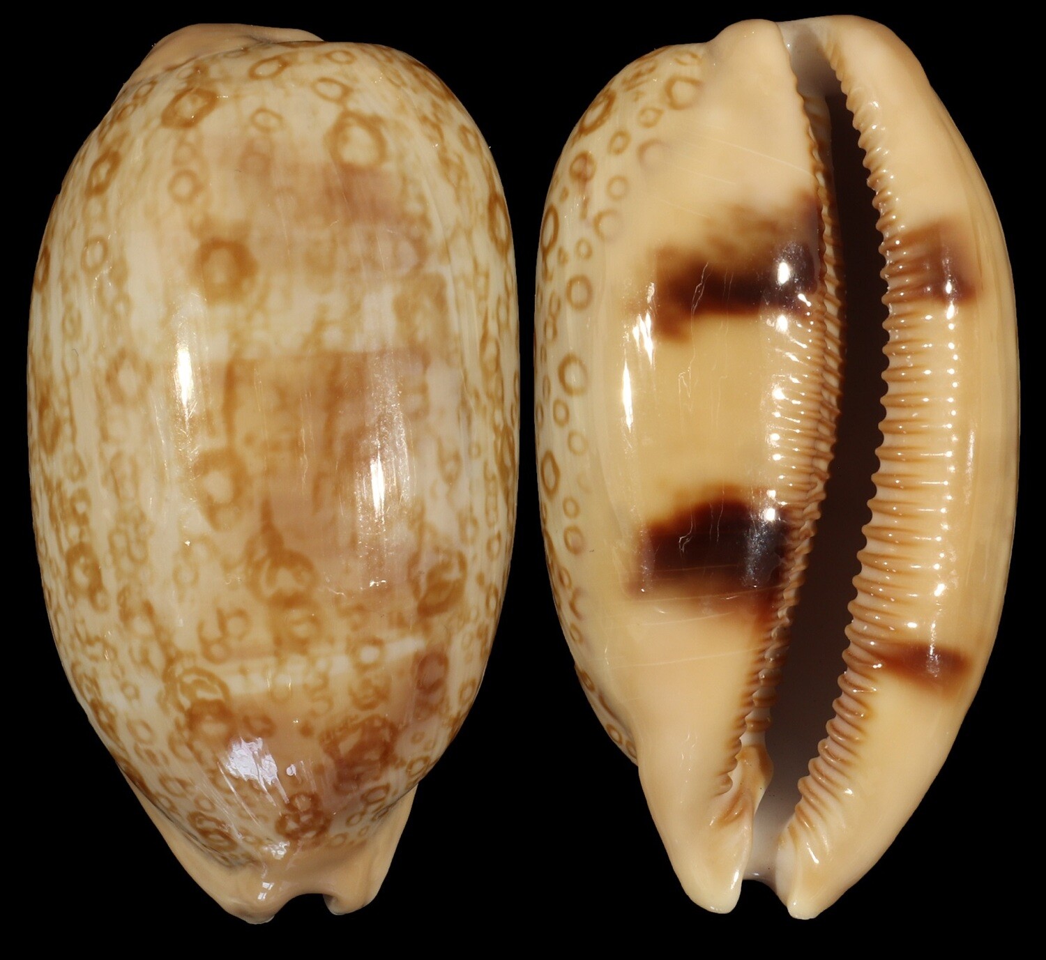 Arestorides argus