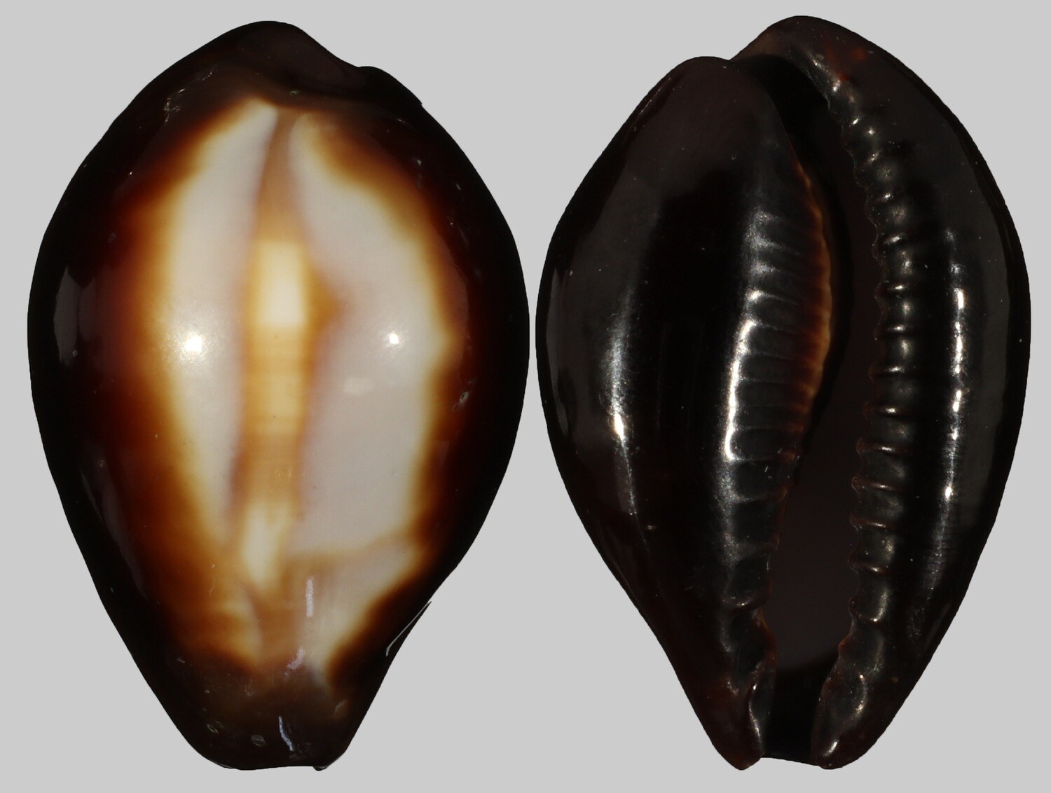 Erronea onyx