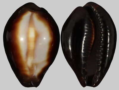 Erronea onyx