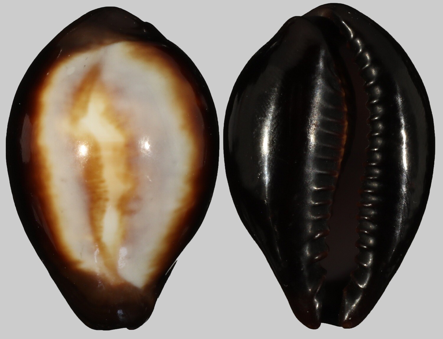Erronea onyx