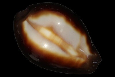 Erronea onyx