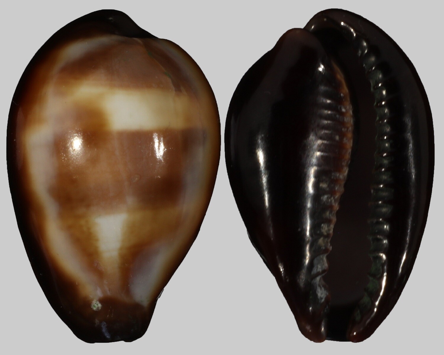 Erronea onyx