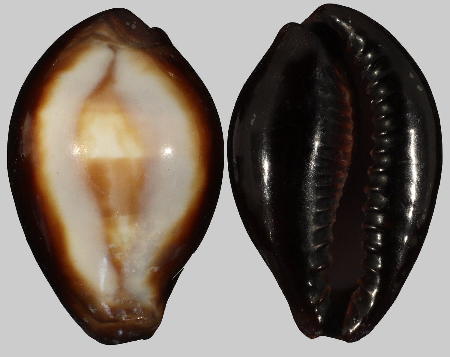 Erronea onyx