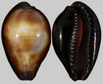 Erronea onyx