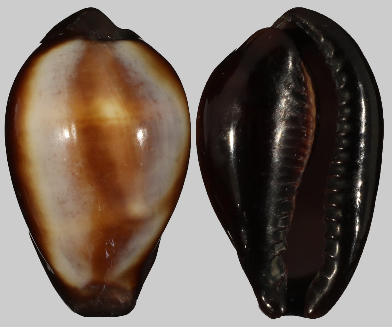 Erronea onyx