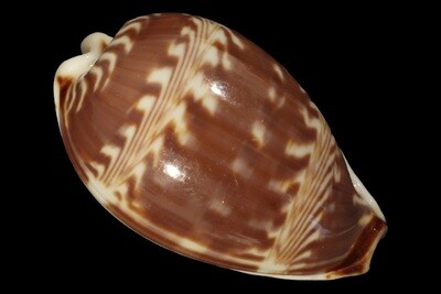 Palmadusta diluculum