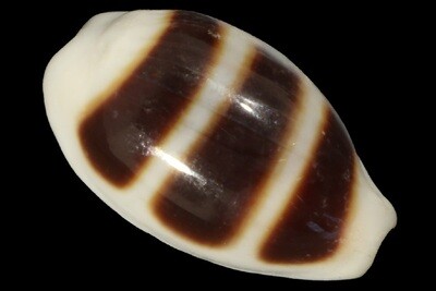 Palmadusta asellus