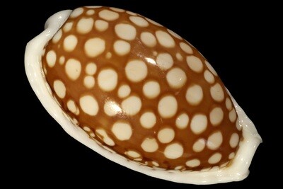 Cribrarula cribraria