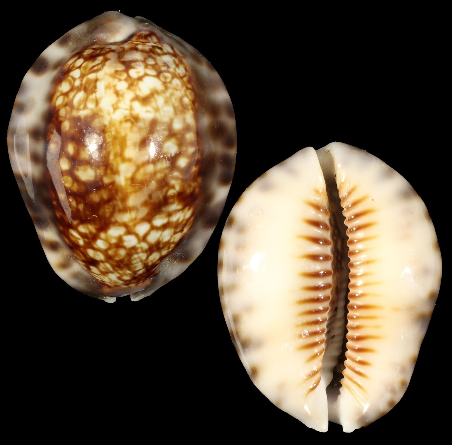 Mauritia depressa