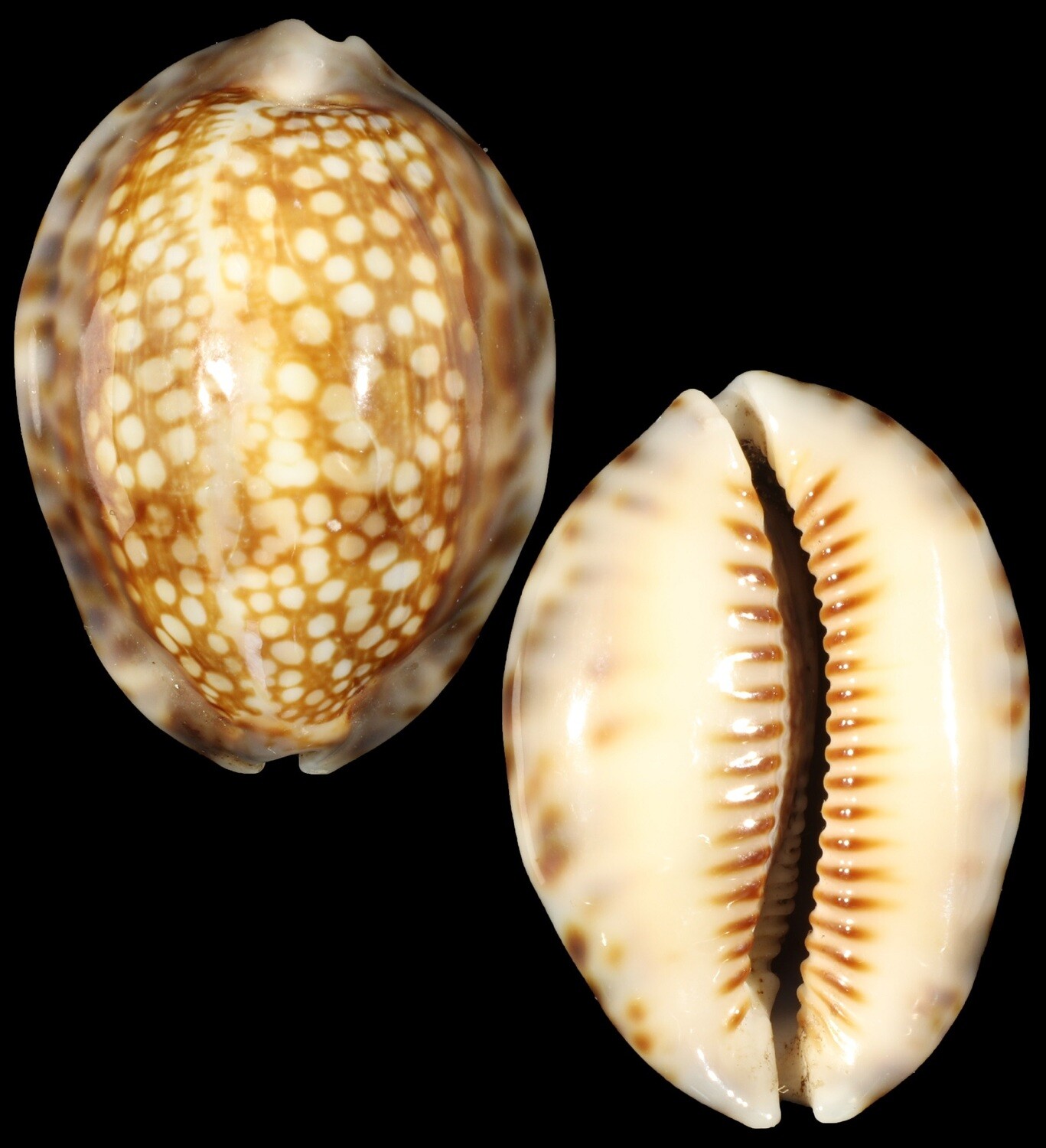 Mauritia depressa