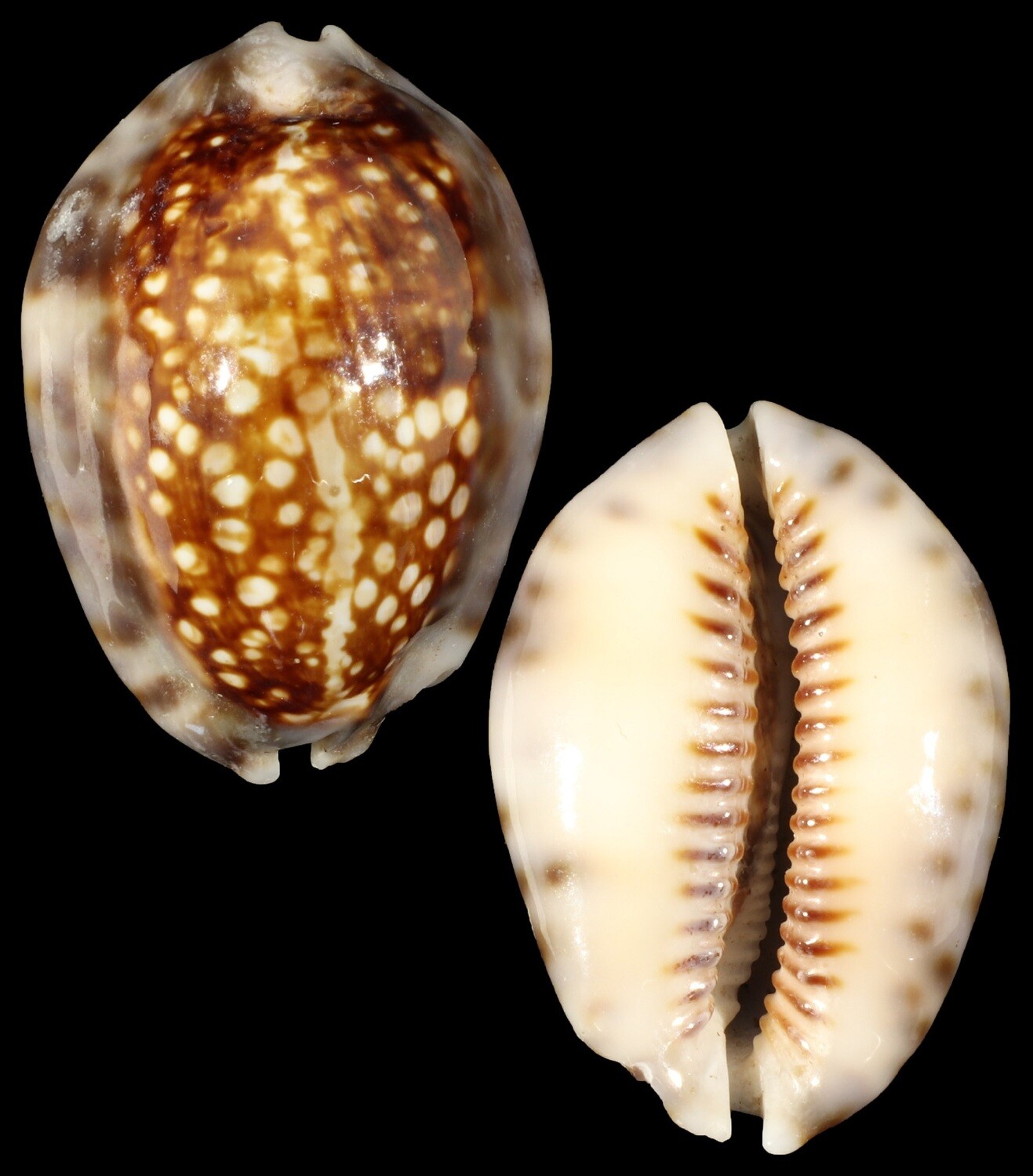 Mauritia depressa