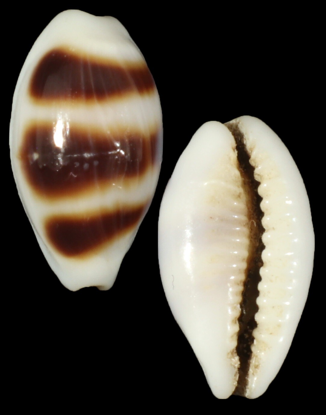 Palmadusta asellus