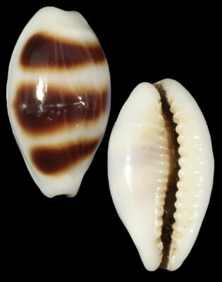 Palmadusta asellus