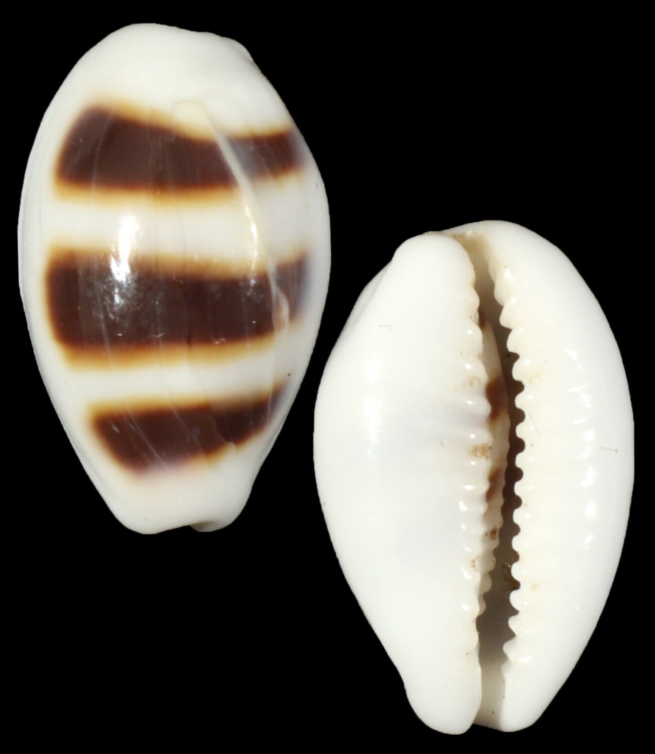Palmadusta asellus