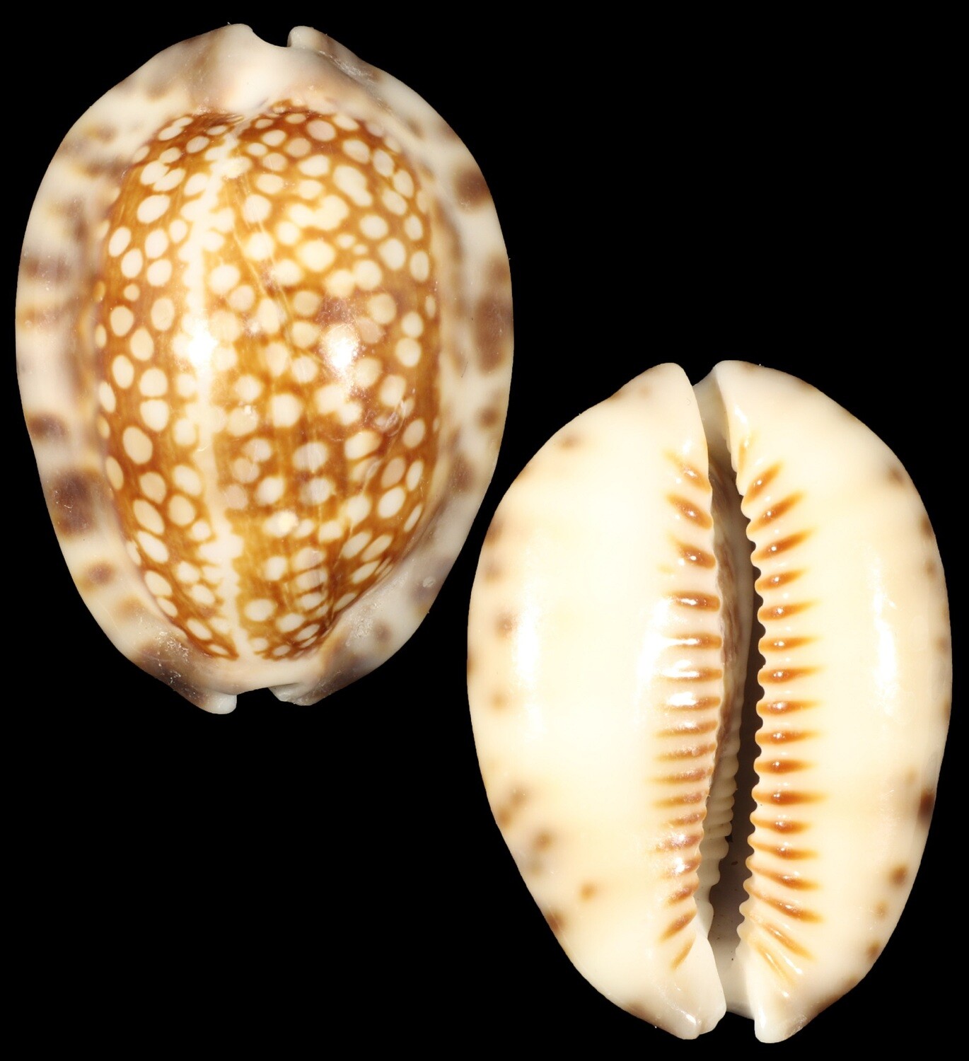 Mauritia depressa