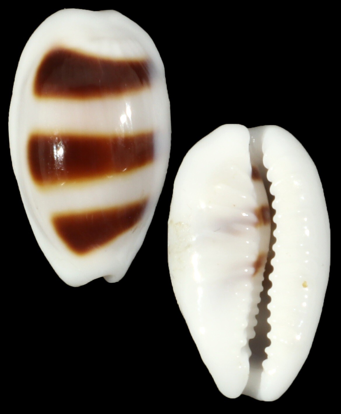 Palmadusta asellus