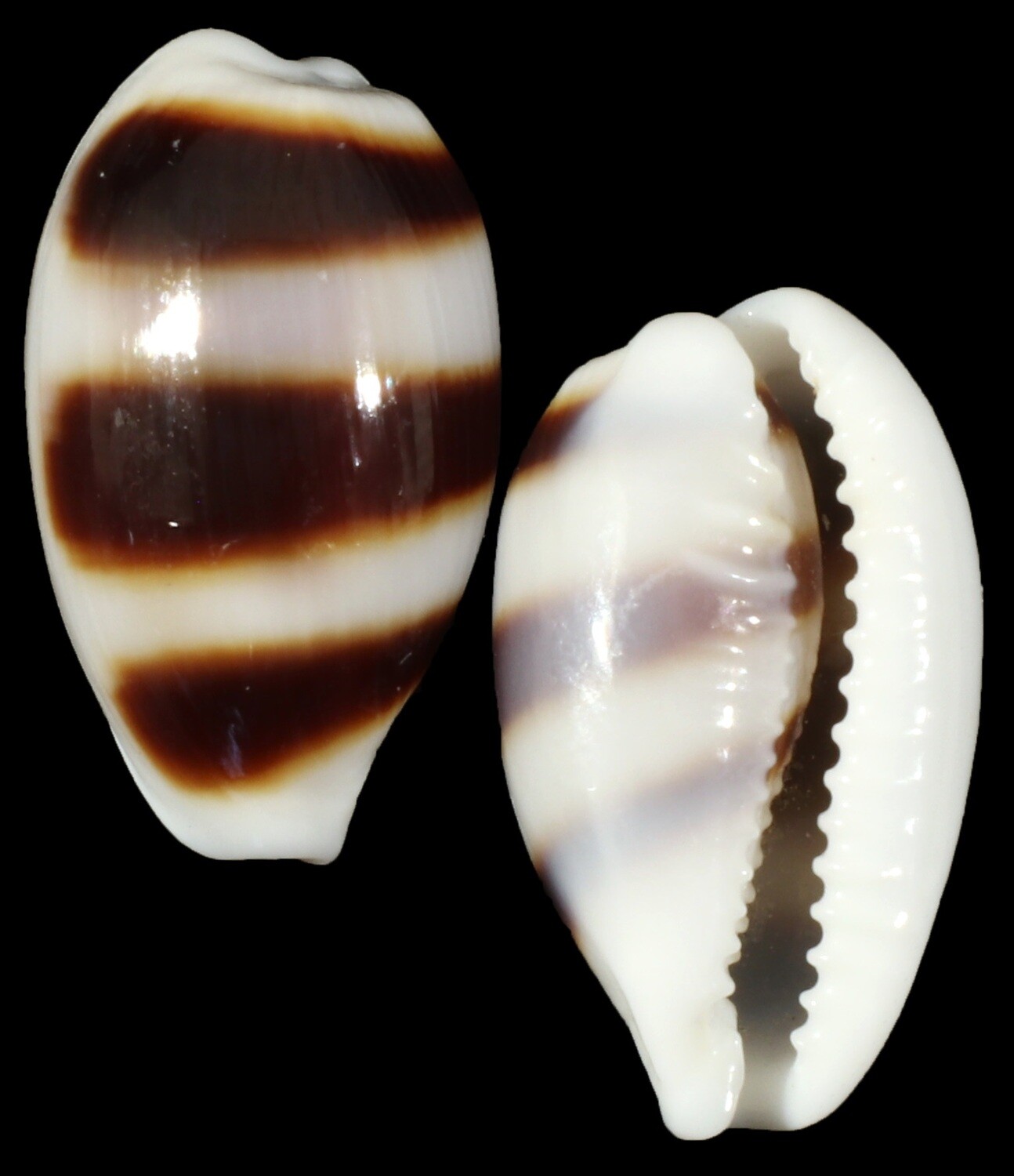 Palmadusta asellus