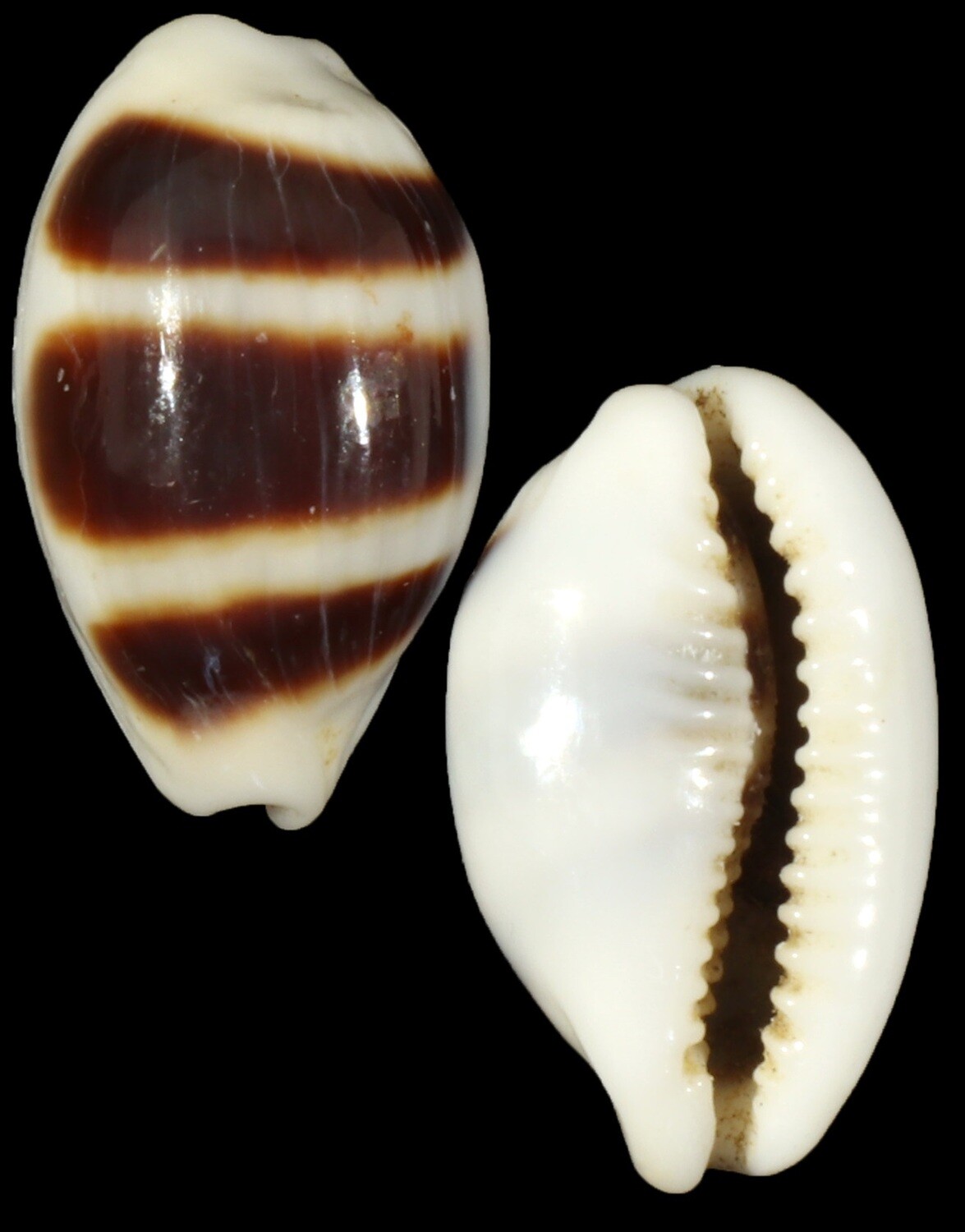 Palmadusta asellus