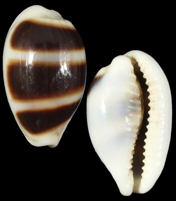 Palmadusta asellus
