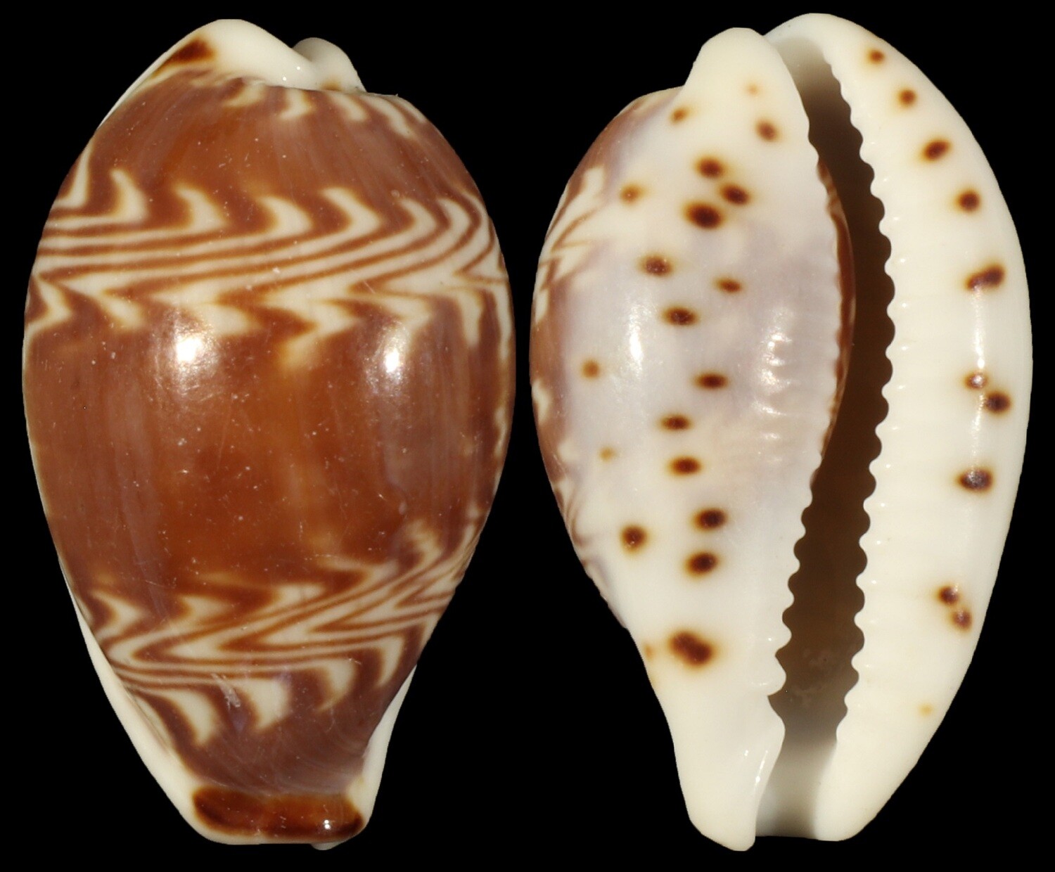 Palmadusta diluculum