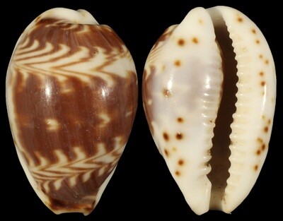 Palmadusta diluculum