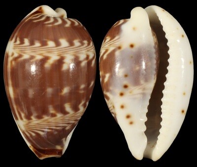 Palmadusta diluculum