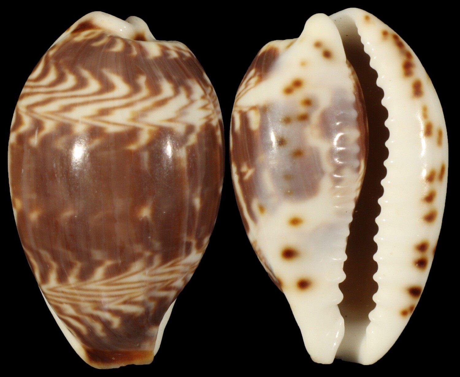 Palmadusta diluculum