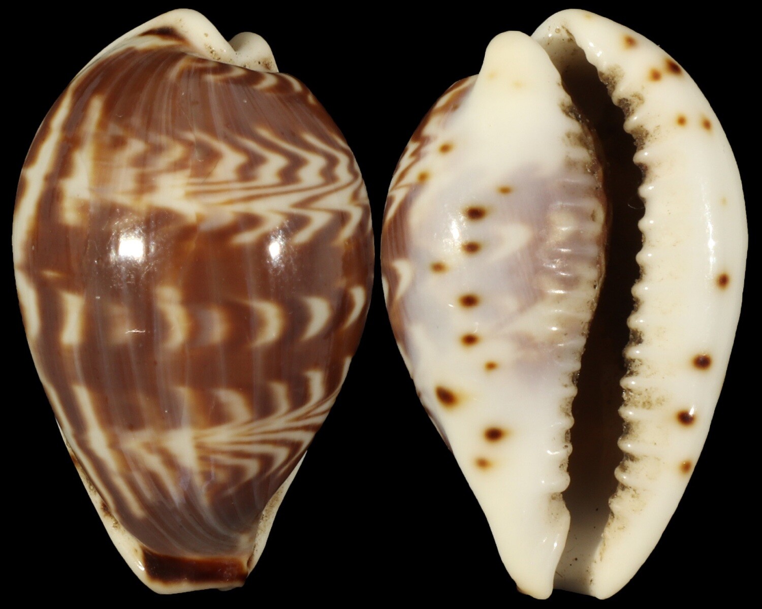 Palmadusta diluculum