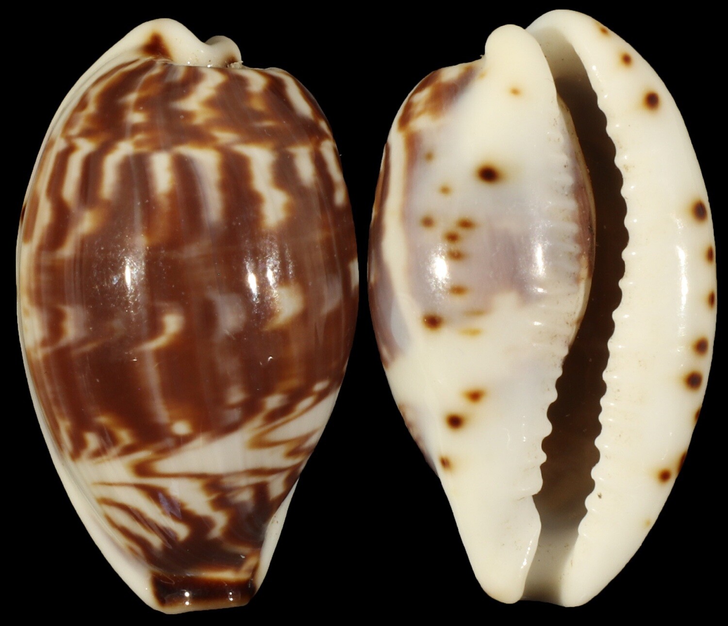 Palmadusta diluculum