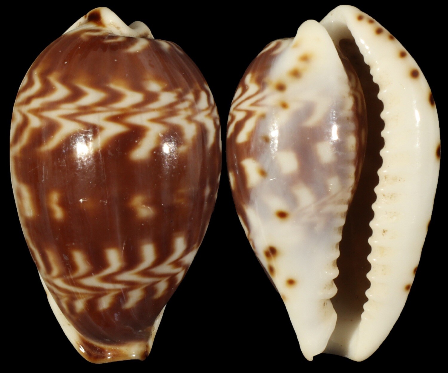 Palmadusta diluculum
