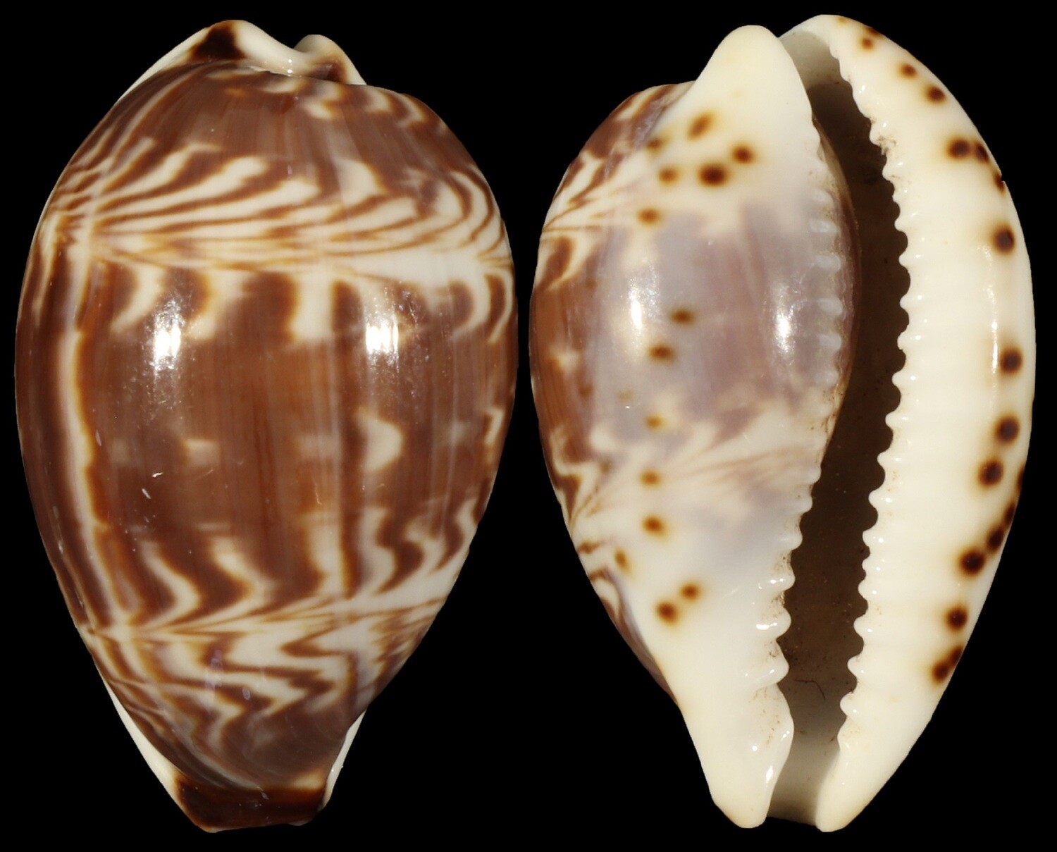 Palmadusta diluculum