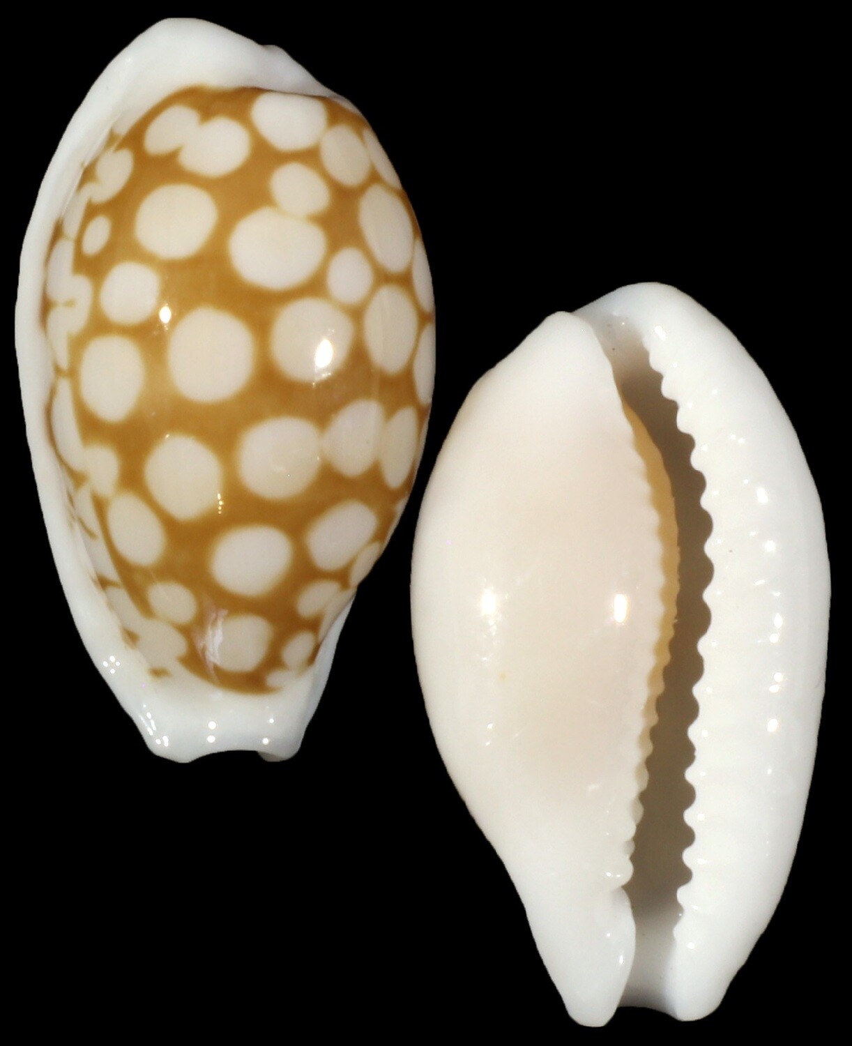 Cribrarula cribraria - Dwarf