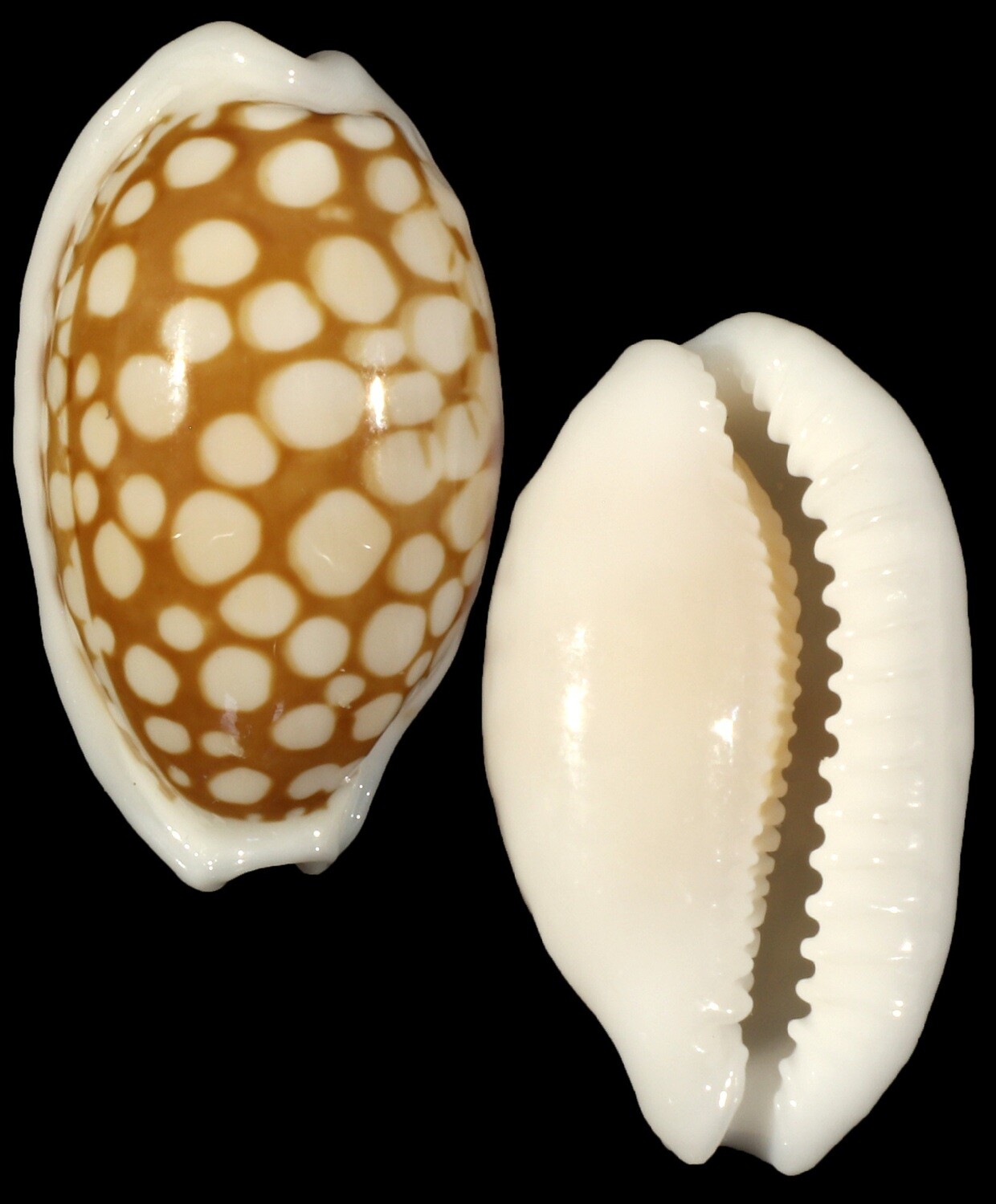 Cribrarula cribraria