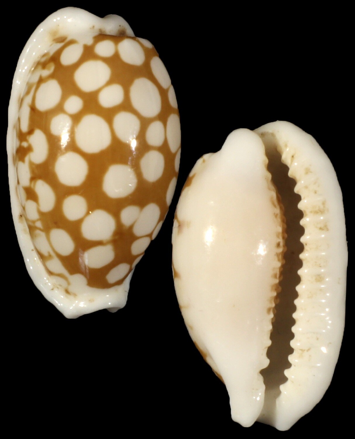 Cribrarula cribraria - Dwarf