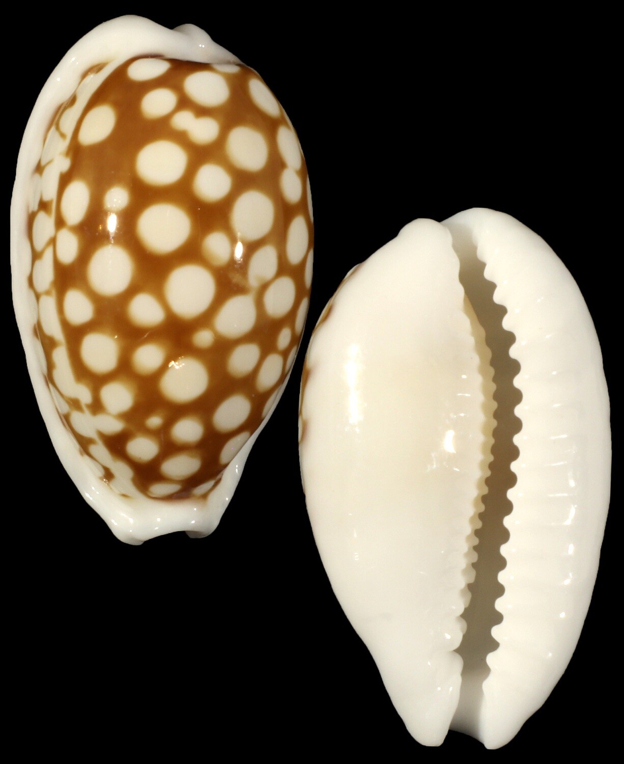 Cribrarula cribraria