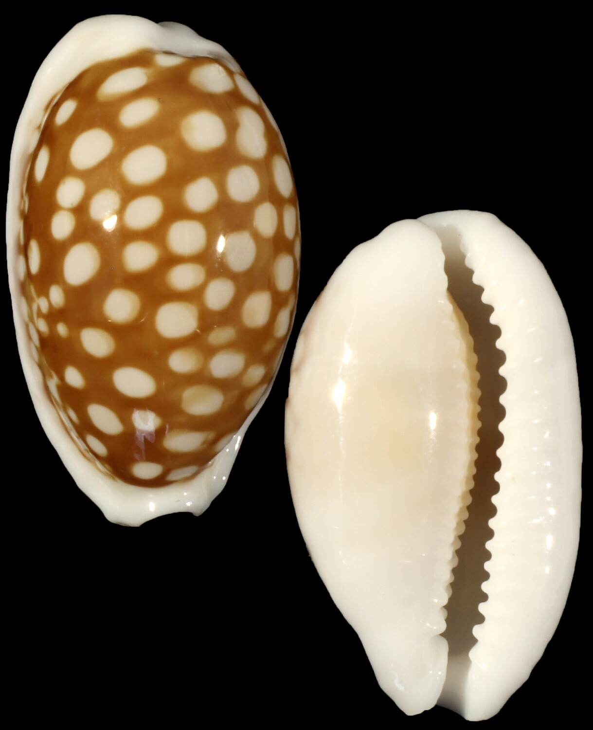 Cribrarula cribraria