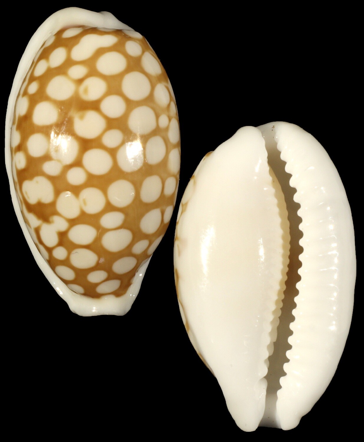 Cribrarula cribraria