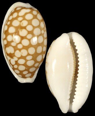 Cribrarula cribraria