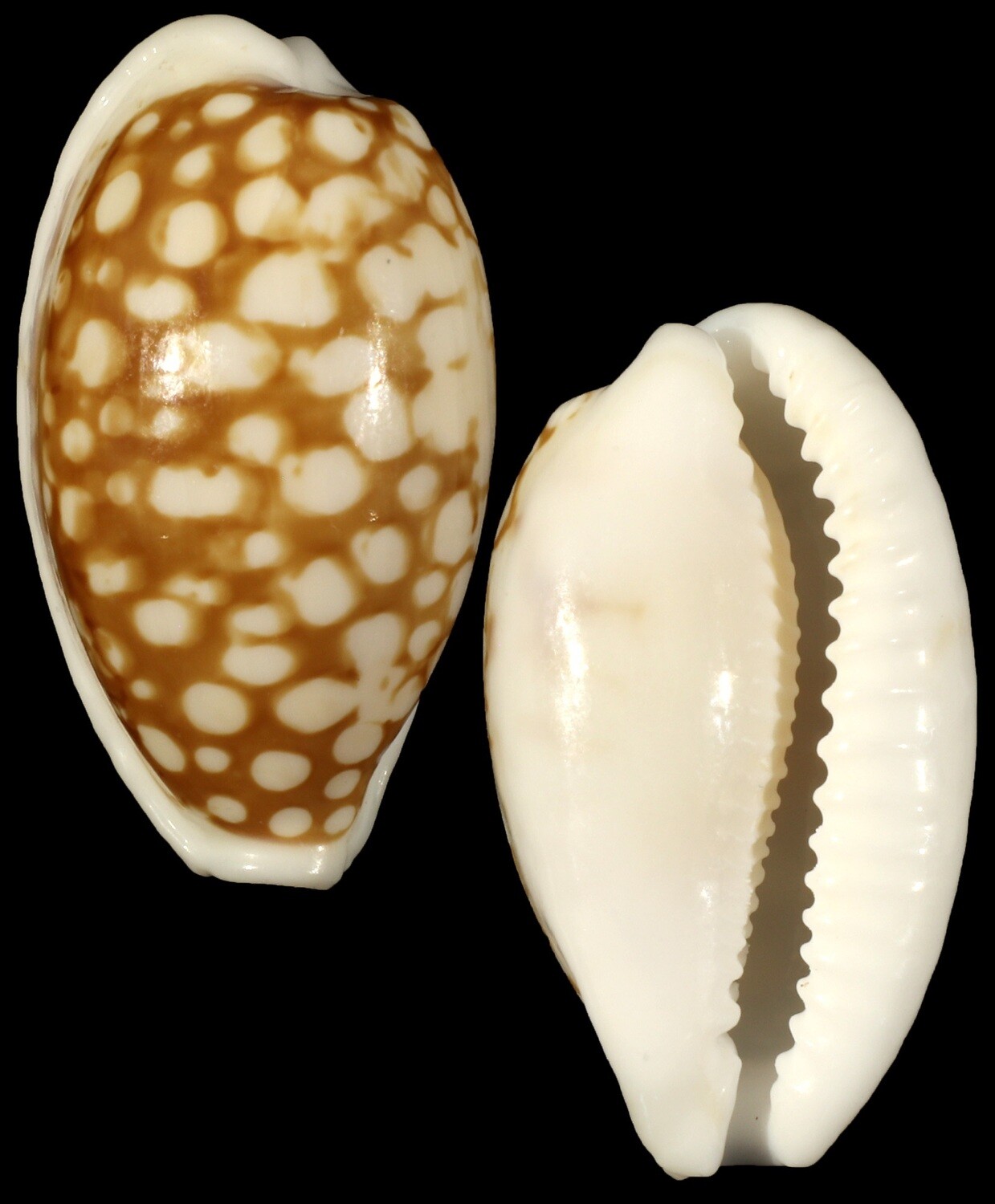 Cribrarula cribraria