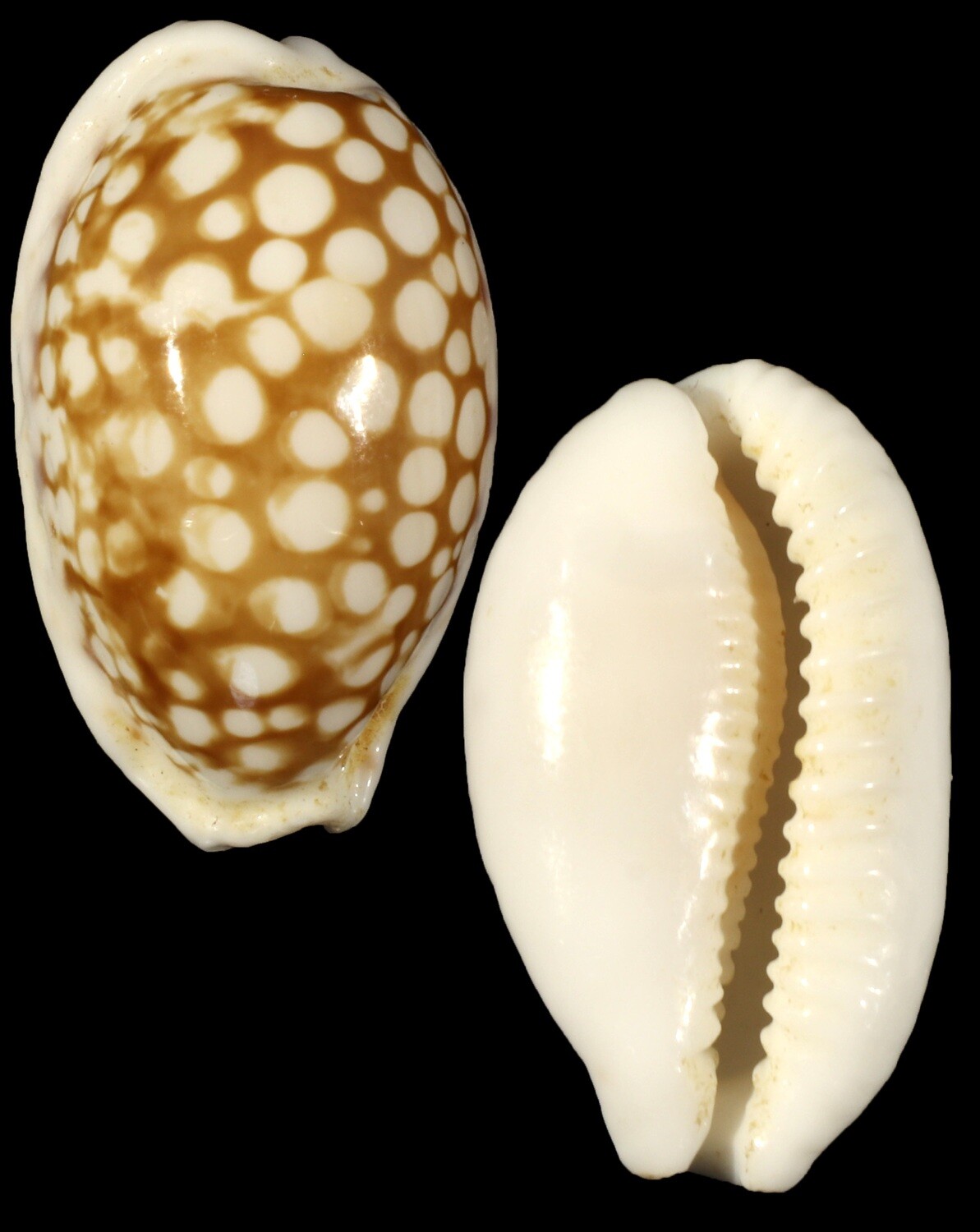 Cribrarula cribraria