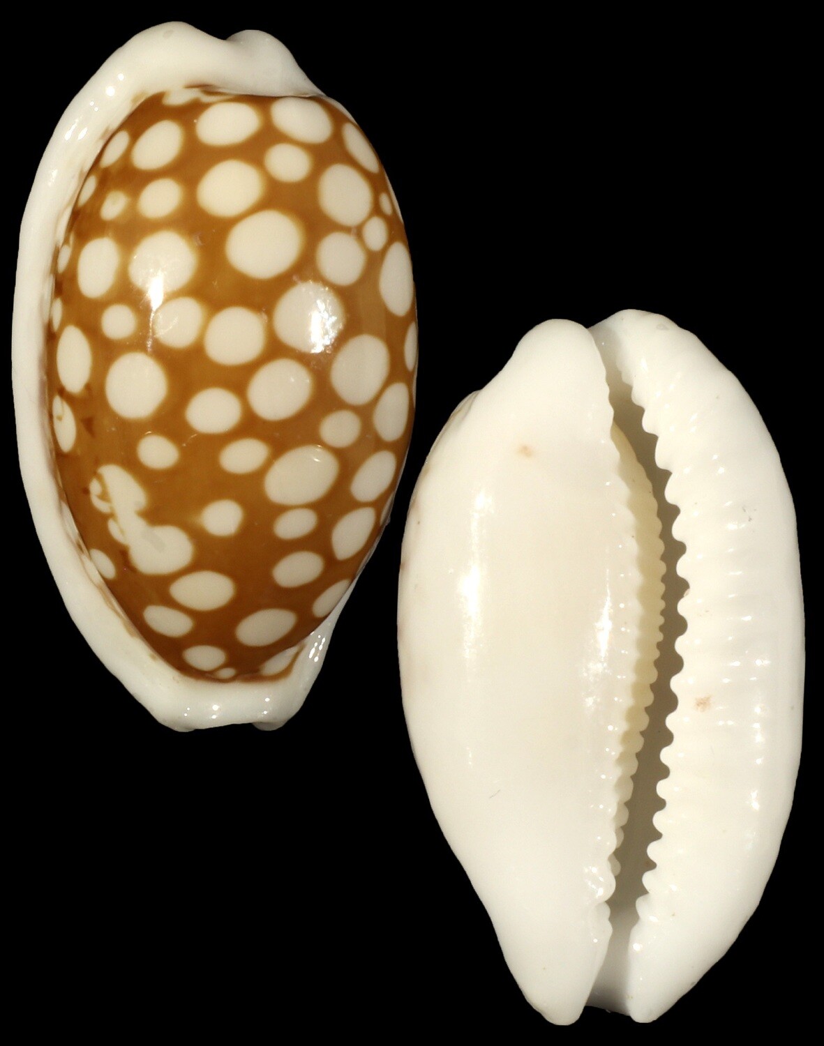 Cribrarula cribraria