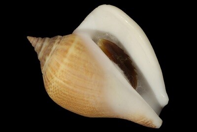 Labiostrombus liveranii